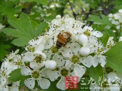 洋槐蜂蜜的功效与作用 滋养身体健康口感好(2