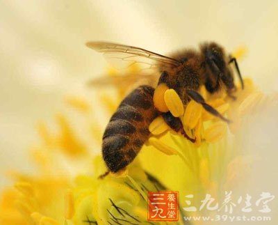 蜂王漿中已找到30多種氨基酸