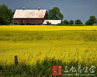 国外的大豆田