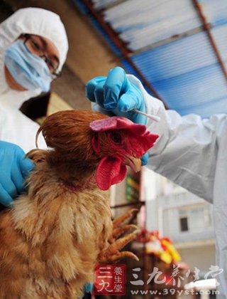禽流感最新消息 冬季禽流感预防如何做好(2)