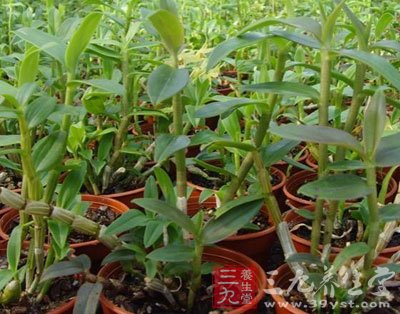 三九养生堂-养生专题-石斛的功效与作用