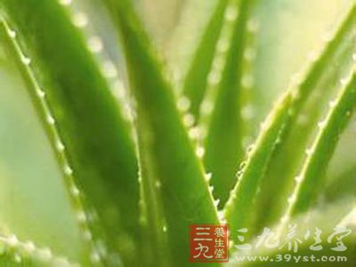 芦荟胶的功效与作用 芦荟如何吃呢