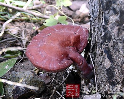 靈芝孢子粉對(duì)降低血脂有明顯功效