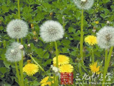 用冬瓜藤,金盏花叶,蒲公英熬水来擦脸,洗脸,可使皮肤滋润,消除雀斑图片
