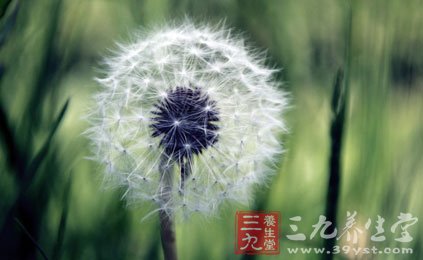 花朵煎成藥汁可以去除去雀斑