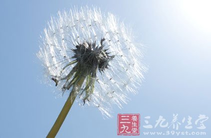 用于燒傷合并感染以鮮蒲公英搗爛