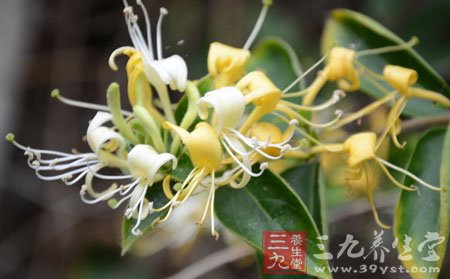 金银花的功效与作用 金银花繁殖方法有哪些
