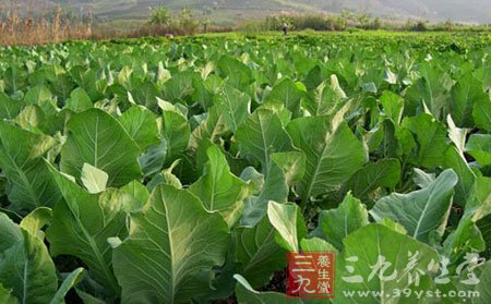 孕妇能吃橄榄菜吗 食用橄榄菜要注意