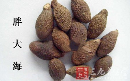 胖大海的功效与作用 胖大海可以当茶喝吗