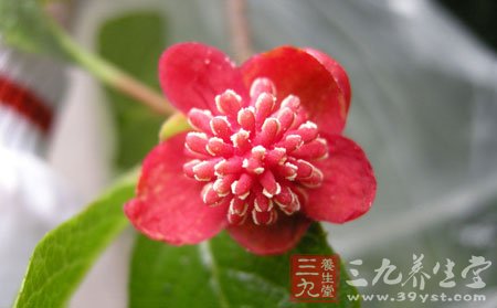 紅花五味子形態(tài)特征