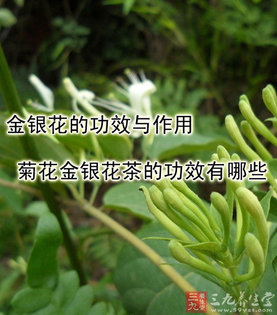 金银花的功效与作用 菊花金银花茶的功效有哪些