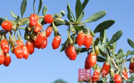 历代医家治疗肝血不足、肾阴亏虚引起的视物昏花和夜盲症，