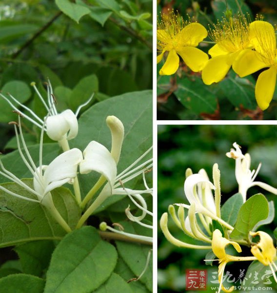 金银花的干燥茎枝称为忍冬藤