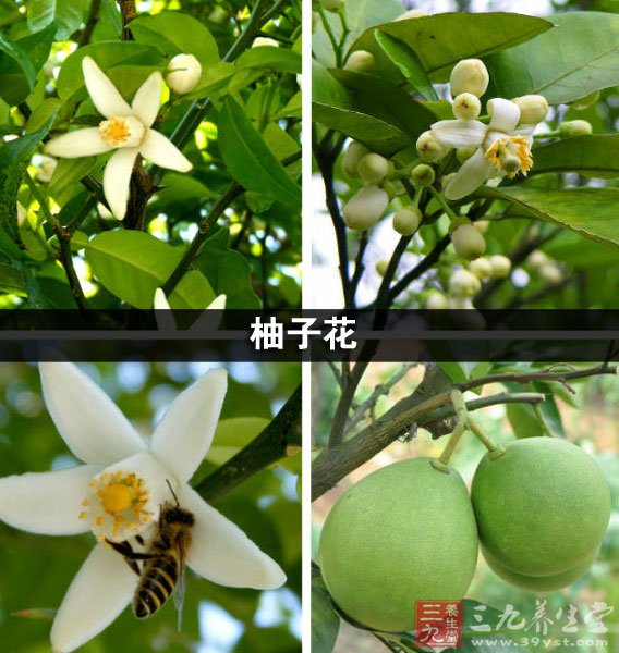 柚子花可以用来制成柚子花茶