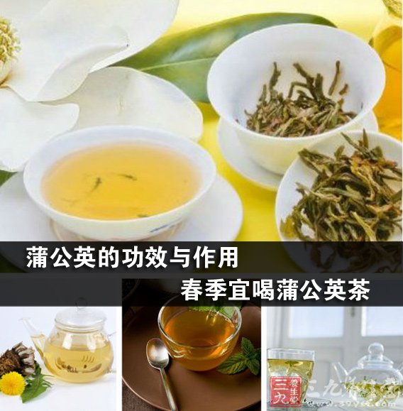 蒲公英的功效与作用 春季宜喝蒲公英茶