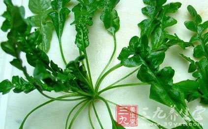 荠菜在什么情况下有毒?