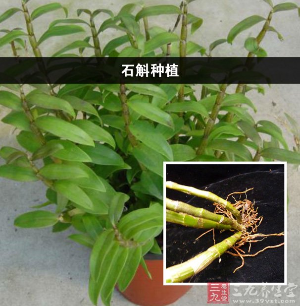 家庭如何種植石斛