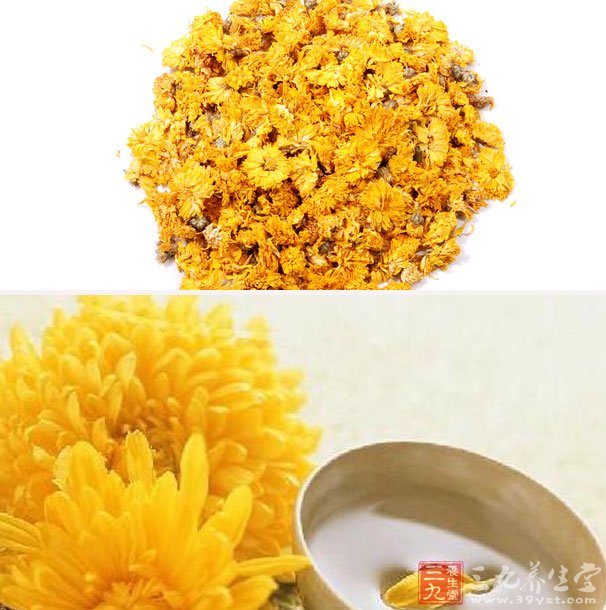 5,取菊花10克,桑叶,枇杷叶各5克,研成粗末,用沸水冲泡代茶饮,可