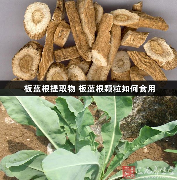 板蓝根提取物