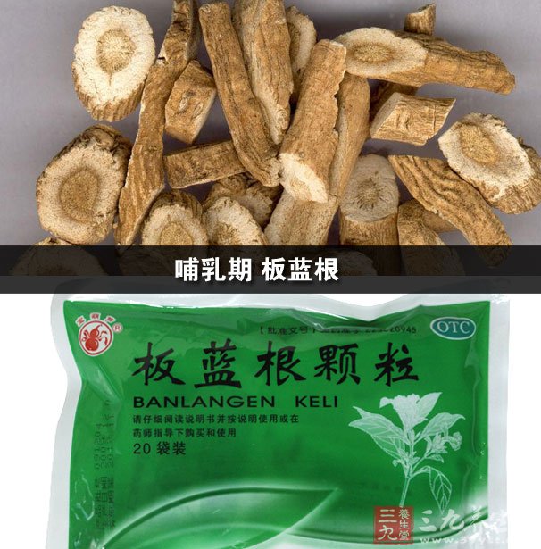 哺乳期 板蓝根_功效与作用_养生百科_三九养生堂