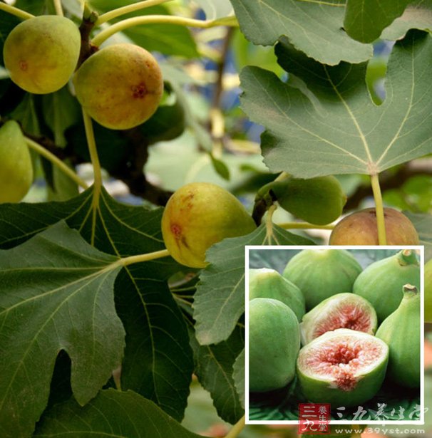 无花果叶_无花果叶的功效与作用