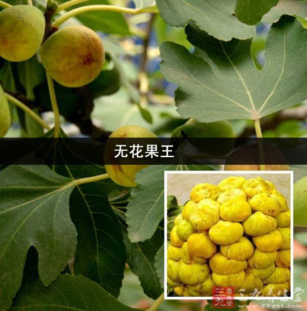 无花果王