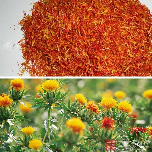 红花等10种中药的植物雌激素活性研究_赵丕文