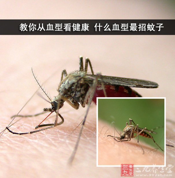 教你从血型看健康 什么血型最招蚊子