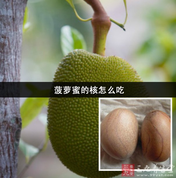 菠萝蜜核怎么吃图解_菠萝蜜的核怎么吃