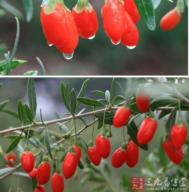 孕妇吃枸杞还是需要注意的