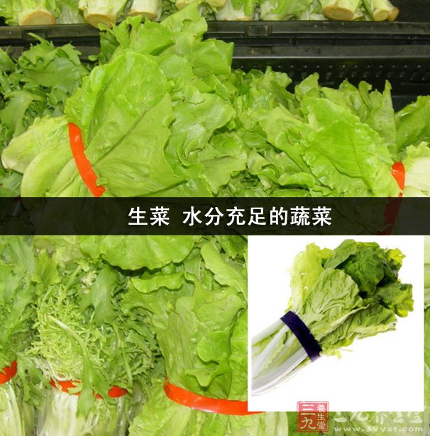 生菜 水分充足的蔬菜