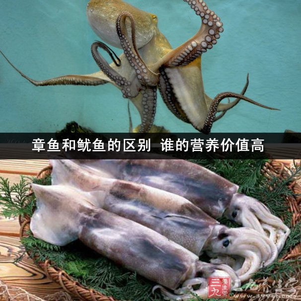 章鱼和鱿鱼的区别 谁的营养价值高