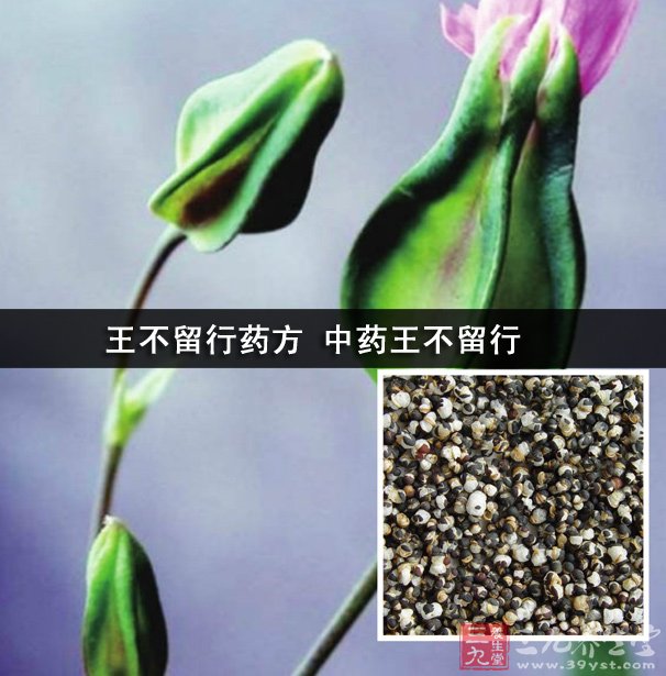 王不留行药方 中药王不留行