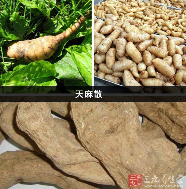 天麻泡酒的功效与作用及食用方法 天麻砖家