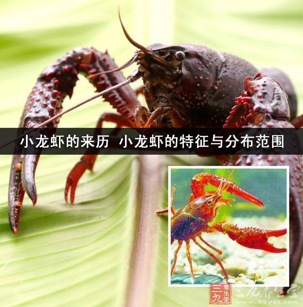 小龙虾的来历