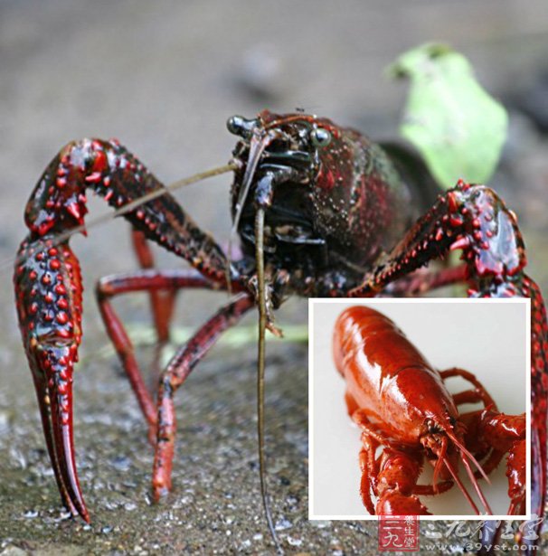 小龙虾生活习性