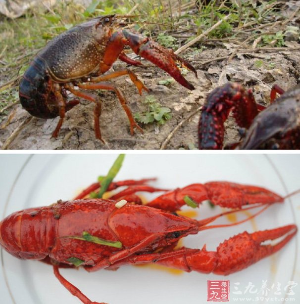 小龙虾主要用途