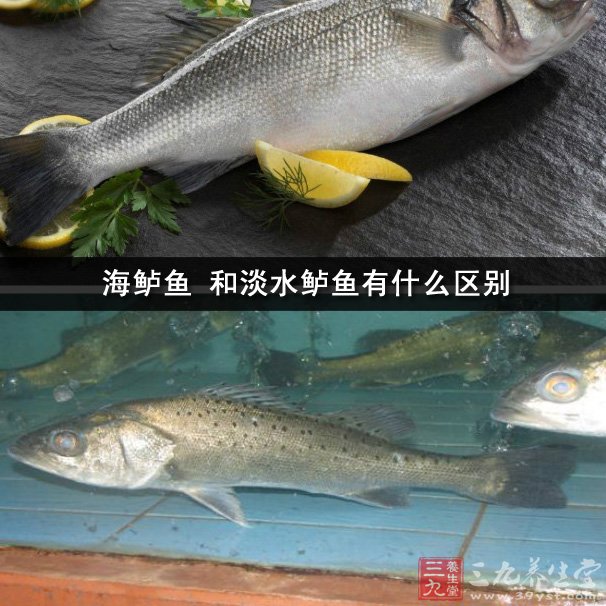 海鲈鱼 和淡水鲈鱼有什么区别