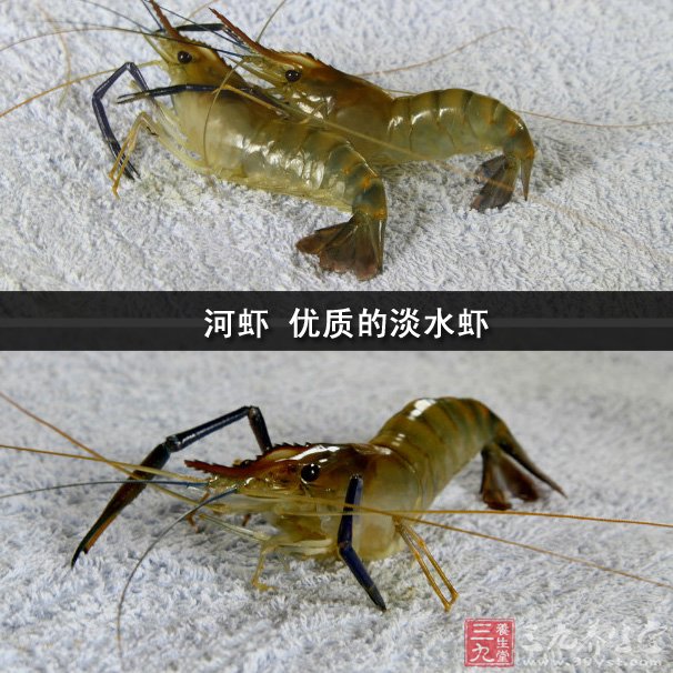 河虾 优质的淡水虾