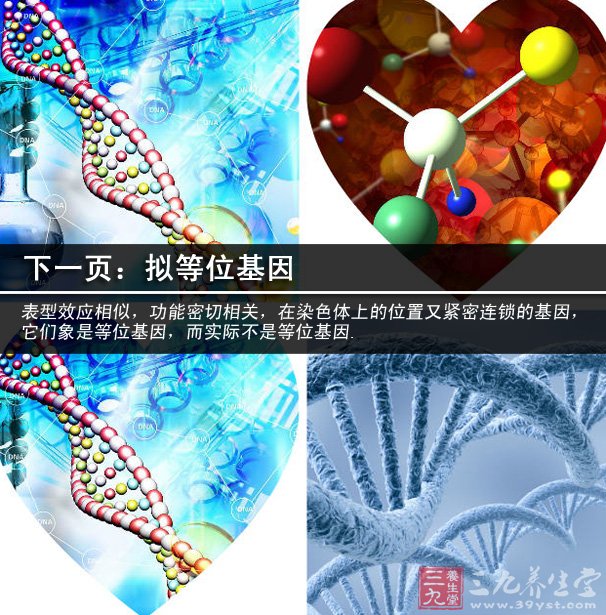 等位基因(英语:allele),又称对偶基因,是一些占据染色体的基因座的可以复制的脱氧核糖核酸。大部分时候是脱氧核糖核酸列,有的时候也被用来形容非基因序列。 我们先了解一些基本概念:生物的形态、结构、生理特征称为性状,比如人的眼睑形态就是一种性状,这种性状有不同的表现形式:双重睑(俗称双眼皮)、单重睑(superiorepiblepharon上睑赘皮,俗称单眼皮),其中单重睑为隐性,双重睑为显性。 我们把它们称为相对性状(其概念是同种生物同一性状的不同表现类型)。 性状又是由基因控制的,控