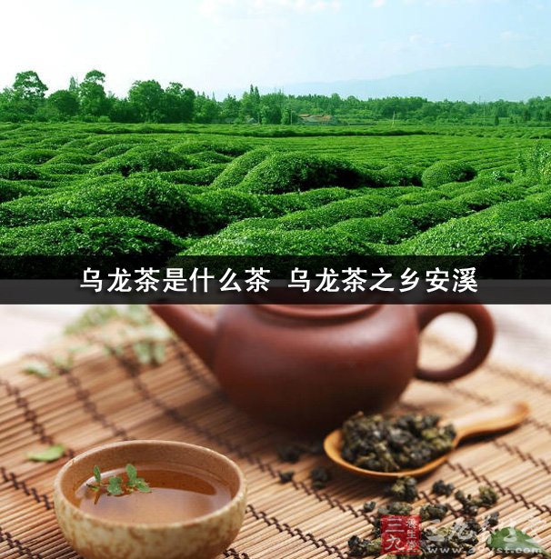 烏龍茶是什么茶 烏龍茶之鄉(xiāng)安溪