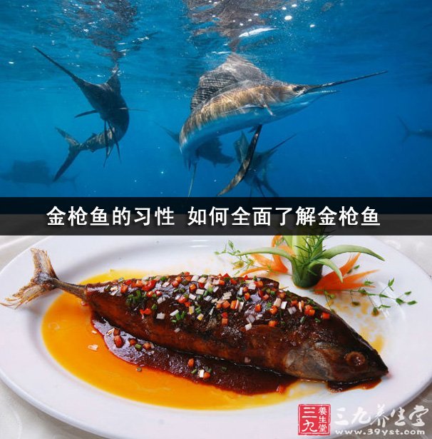 金槍魚的習性 如何全面了解金槍魚