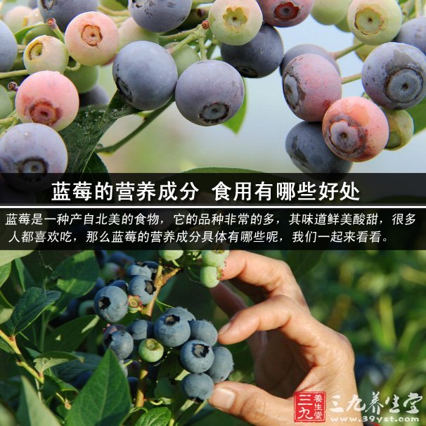 新鲜蓝莓的营养成分_蓝莓营养成分