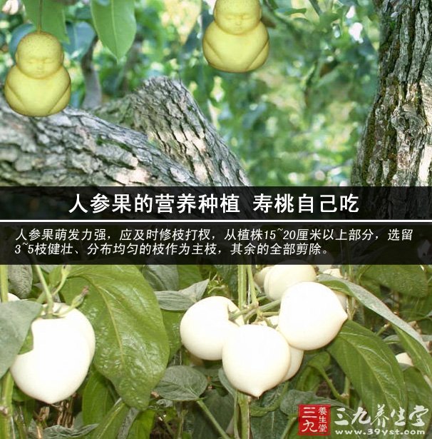 人参果的营养种植 寿桃自己吃