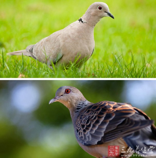 斑鳩的營養(yǎng)價值