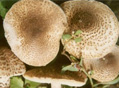 蘑菇8方通便排毒