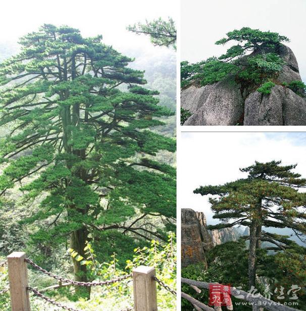 黄山松是由黄山独特地貌,气候而形成的中国松树的一种变体