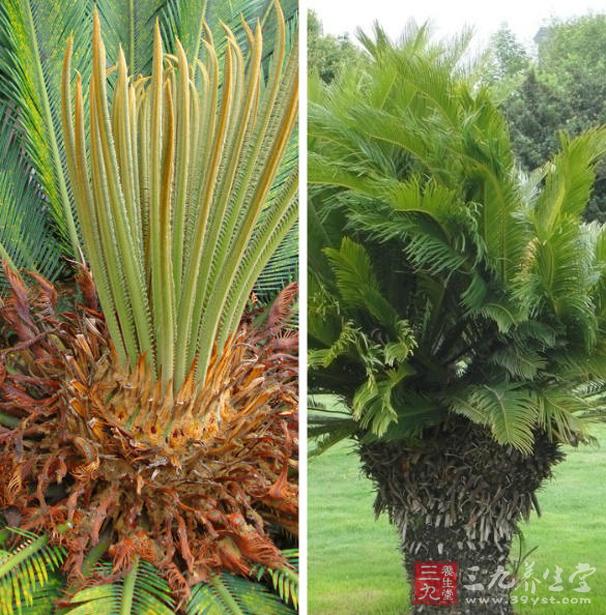 铁树叶的功效与作用 4个作用保你一生健康