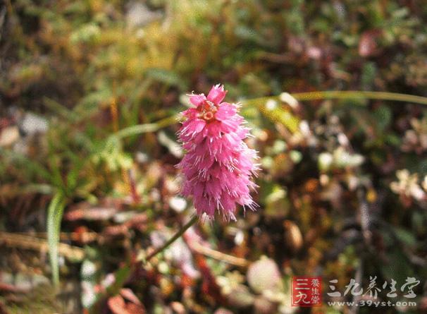 拳参为多年生草本，高达85cm。根茎粗壮，皱折而拳卷，外皮紫褐色。茎单一，直立，具纵沟纹。基生叶有长柄，叶片披针形或狭卵形，先端狭长，基部圆钝或截形，沿叶柄下延成狭翅，边缘外卷;茎上部叶近于无柄;托叶鞘筒状。