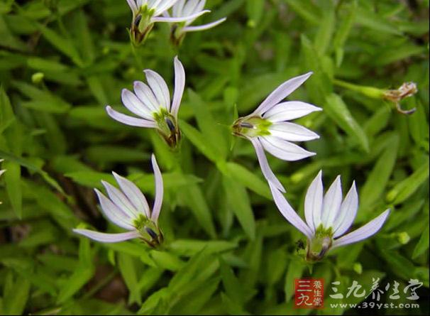 半邊蓮，(學名：Lobelia chinensis Lour.)英文名：(HERBA LOBELIAE CHINENSIS)屬桔梗科半邊蓮屬。又名為：急解索、細米草、半邊花、水仙花草、鐮么仔草等，為桔?？贫嗄晟〔荼局参?，高約20cm。